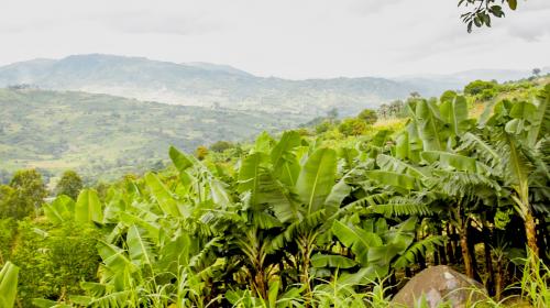 Banana groves in Vhimba