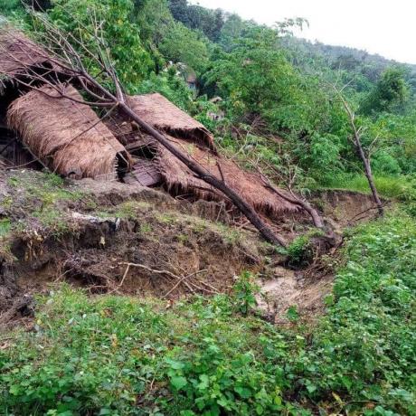 Trees blown over onto houses by Typhoon Goni, Philippines